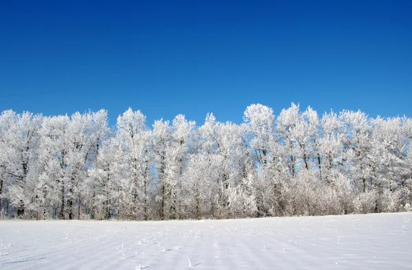 Ледяные деревья — стоковое фото