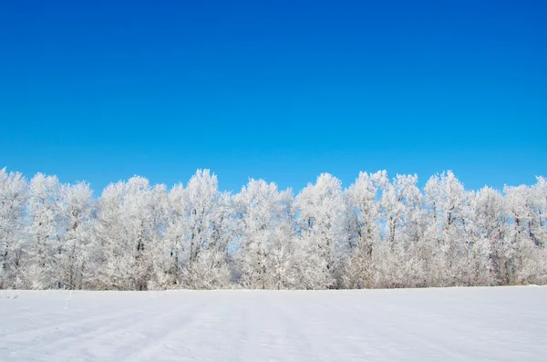 Frostige Bäume — Stockfoto