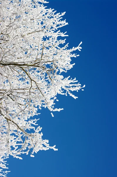 Frosted trees — Stock Photo, Image