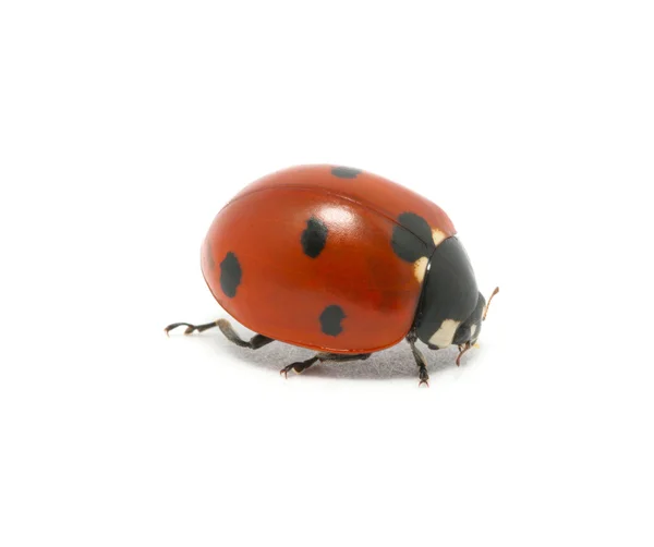 Coccinella — Foto Stock