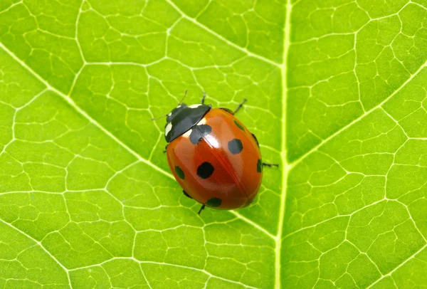 Mariquita. — Foto de Stock