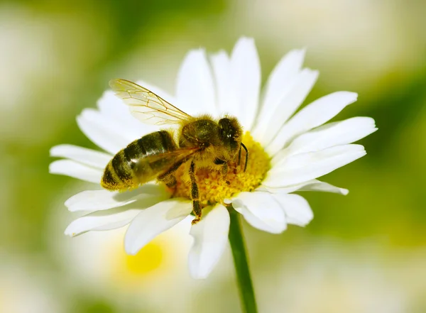 Bee on the chamomile — Stock Photo, Image