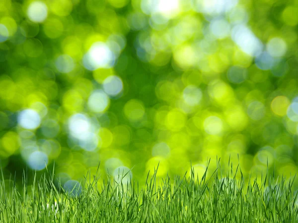 Gras und grüner Hintergrund — Stockfoto