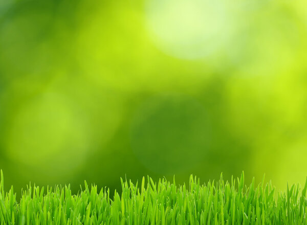 Grass and green background