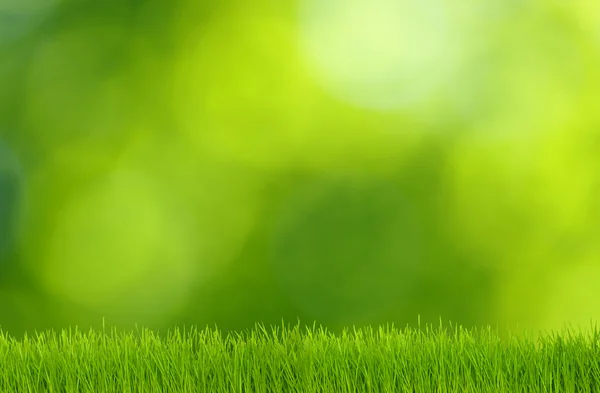 Grass and green background — Stock Photo, Image