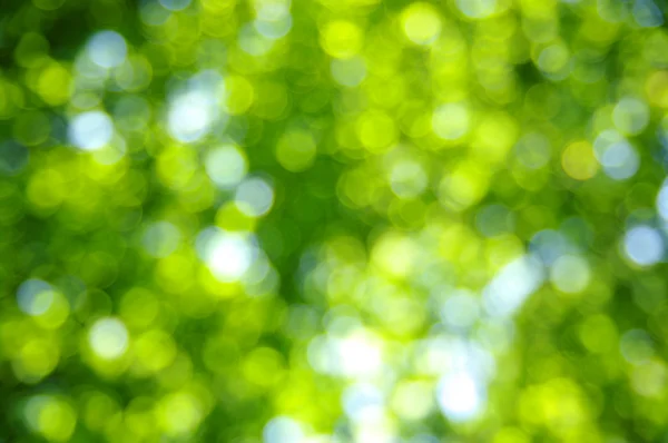 Зеленый боке — стоковое фото