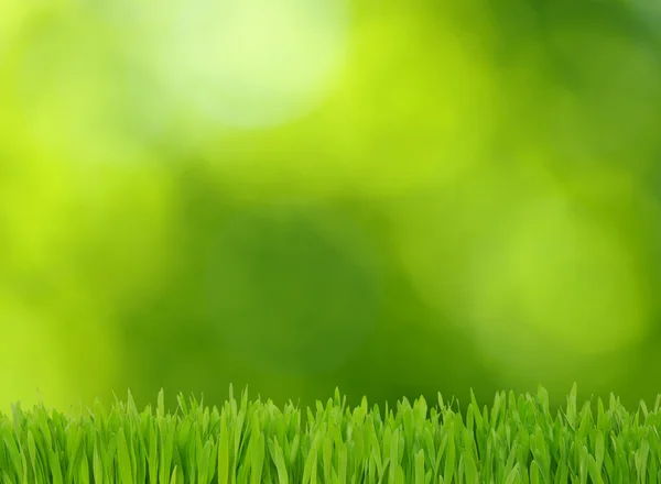 Grass and green background — Stock Photo, Image