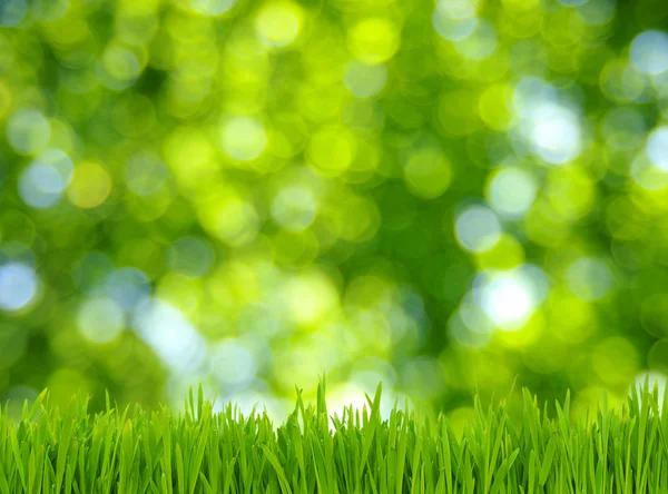 Gras und grüner Hintergrund Stockbild