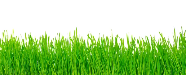 Groen gras — Stockfoto