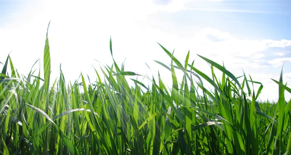 Grass and white clouds — Stock Photo, Image