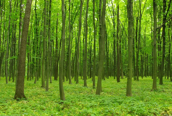 Trees — Stock Photo, Image