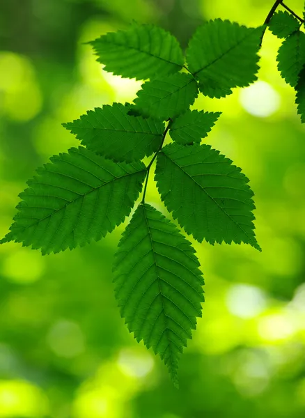 Gröna blad — Stockfoto