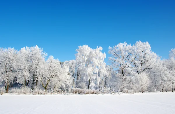 Berijpte bomen — Stockfoto