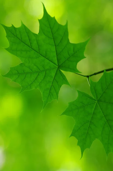 Hojas verdes — Foto de Stock