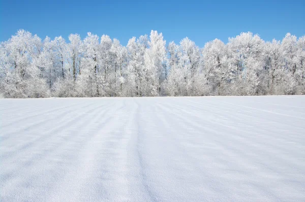 Frostat träd — Stockfoto