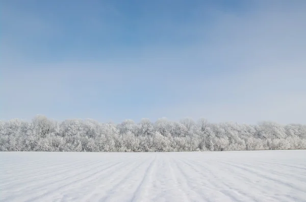 Frosted trees — Stock Photo, Image