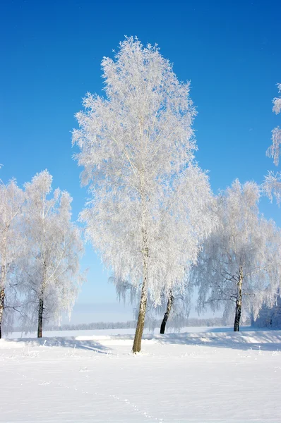 Árvores congeladas — Fotografia de Stock