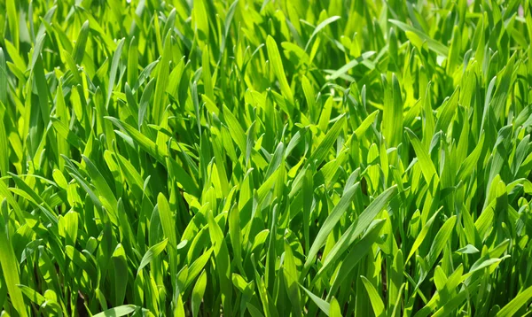 Background of a grass — Stock Photo, Image