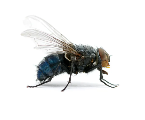 Fly on a white — Stock Photo, Image