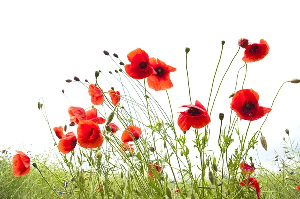 Roter Mohn — Stockfoto