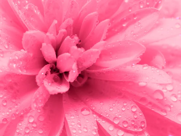 Flor y gotas — Foto de Stock