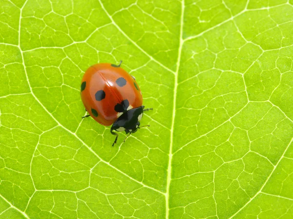 Marienkäfer — Stockfoto