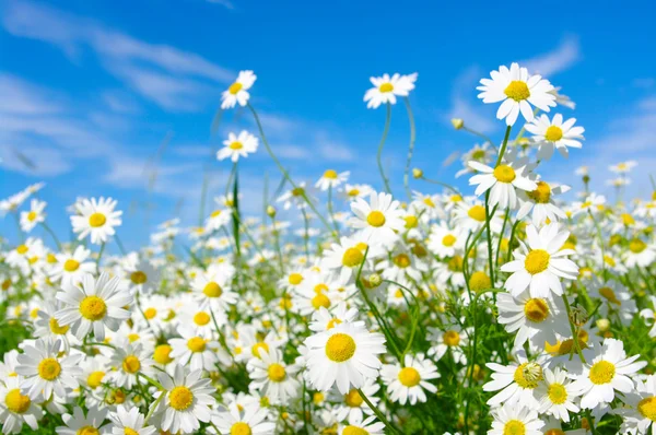 White daisies — Stockfoto