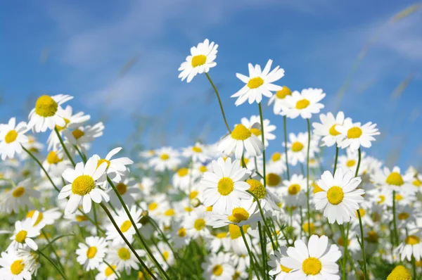 Weiße Gänseblümchen — Stockfoto