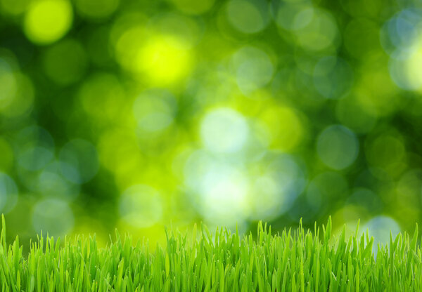 grass and green background