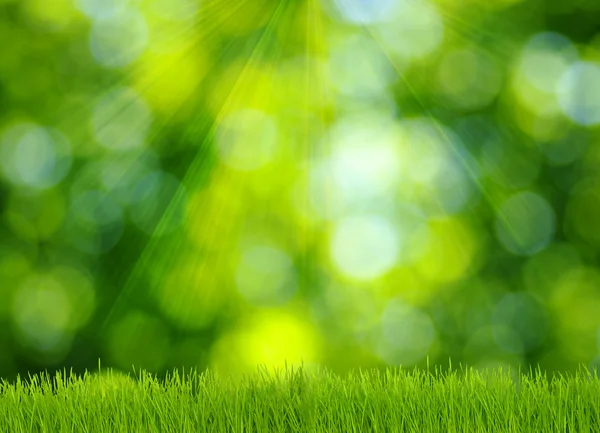 Gras en groene achtergrond — Stockfoto