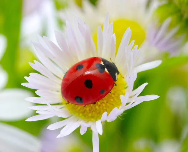 Coccinella — Foto Stock