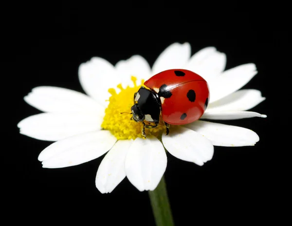 Coccinella — Foto Stock