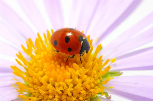 Uğur böceği — Stok fotoğraf