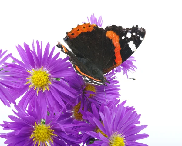 Borboleta colorida — Fotografia de Stock