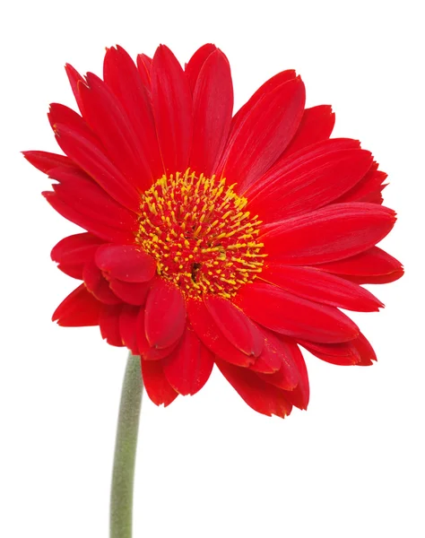 Rode gerbera — Stockfoto