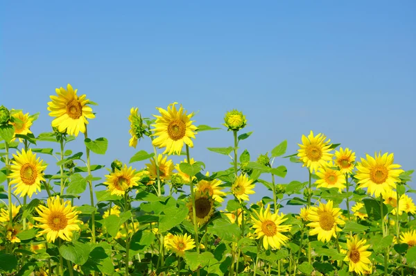 Sonnenblume — Stockfoto