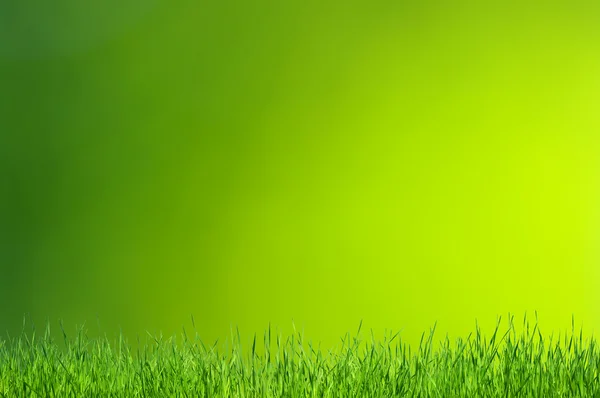 Трава и зеленый фон — стоковое фото