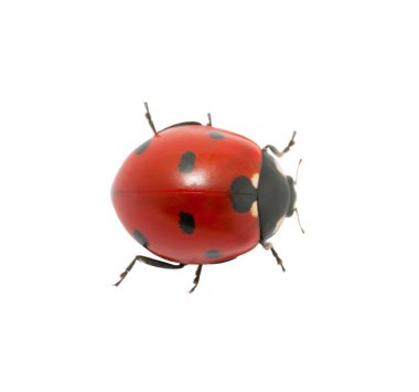 Uğur böceği