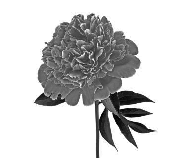 Pembe şakayık çiçeği