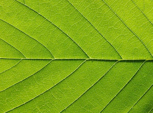 Textura de hoja verde —  Fotos de Stock