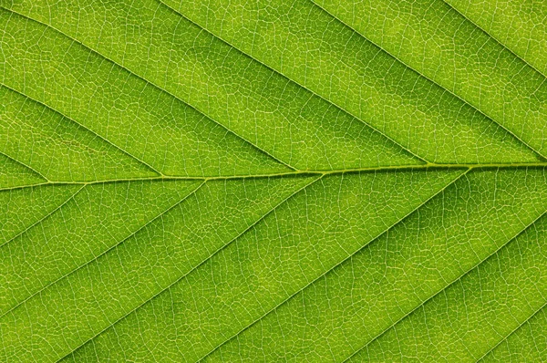 Textura de hoja verde —  Fotos de Stock