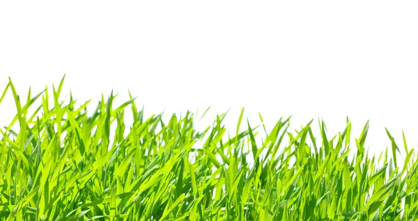 Groen gras — Stockfoto