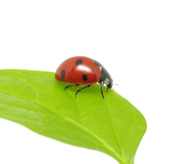 Marienkäfer — Stockfoto