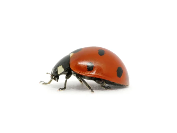 Coccinella — Foto Stock