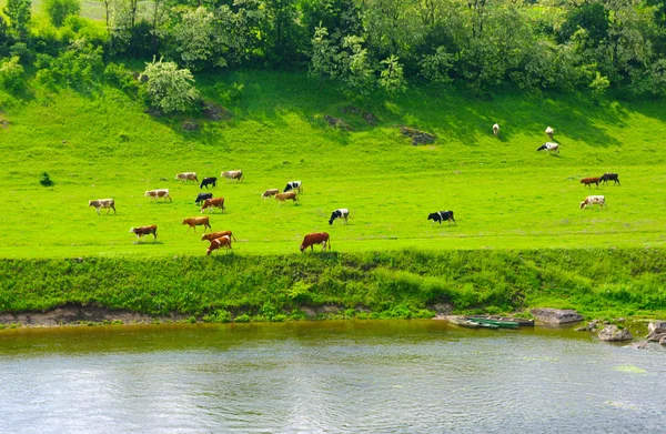 Vacas — Fotografia de Stock