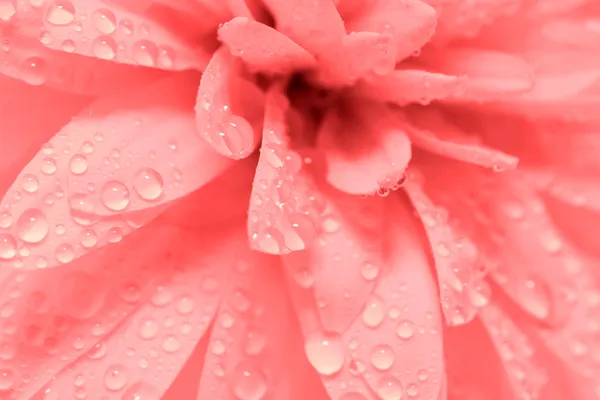 Flor y gotas — Foto de Stock