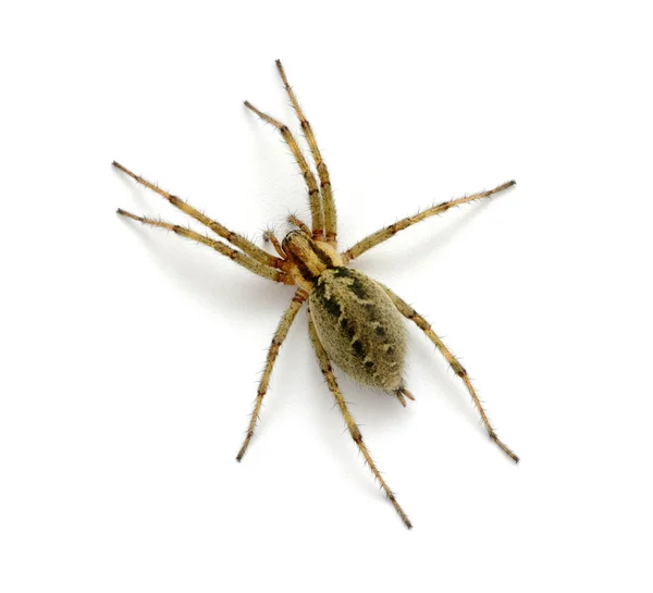 Spinne — Stockfoto