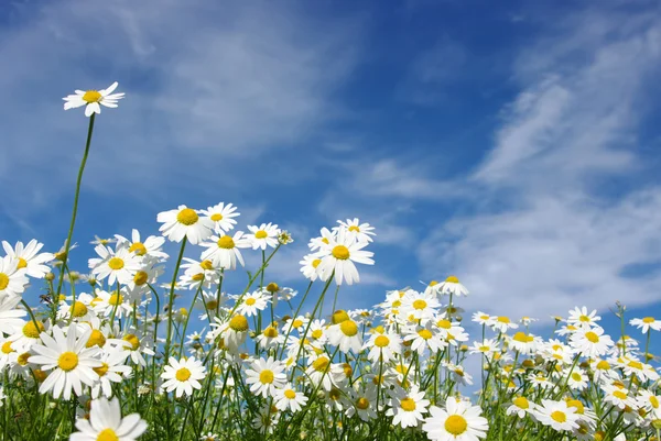 White daisies — Stockfoto