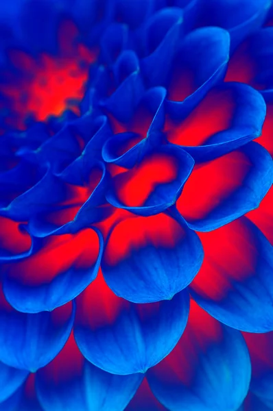 Dark blue fire flower — Stock Photo, Image