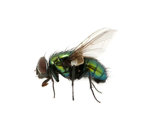 Πράσινη μύγα — Φωτογραφία Αρχείου